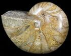 Polished Nautilus Fossil - Madagascar #47389-1